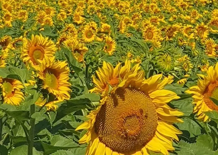 Alte Dorfschule Am Elberadweg Axien